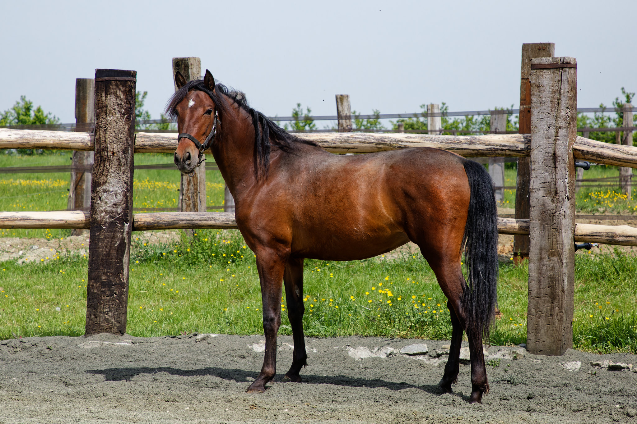 Manolo XII